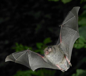 Bat pic