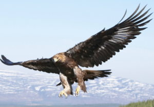 Glenveagh bird guide