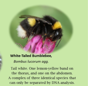 Pic Irelands common bumblebees