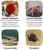 Whats-on-teh-seashore-image